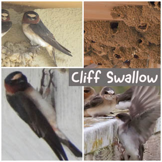 Cliff Swallow